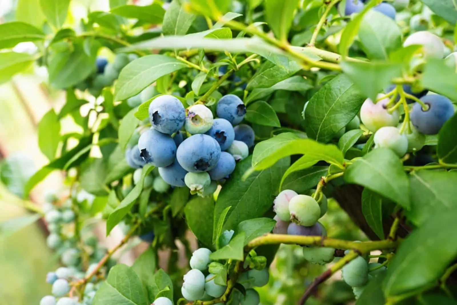 Ripe blueberries (Vaccinium Corymbosum) in homemade garden