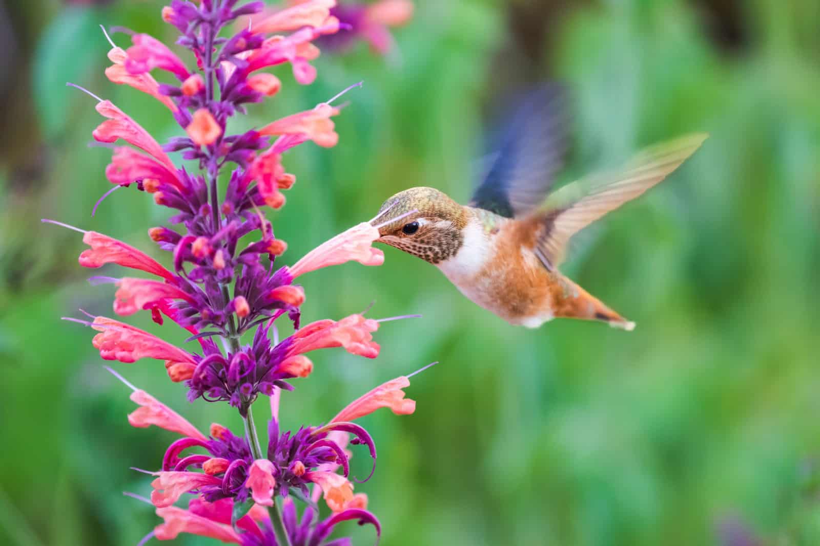 Rufous Hummingbird sucks nectar in flighting with green background