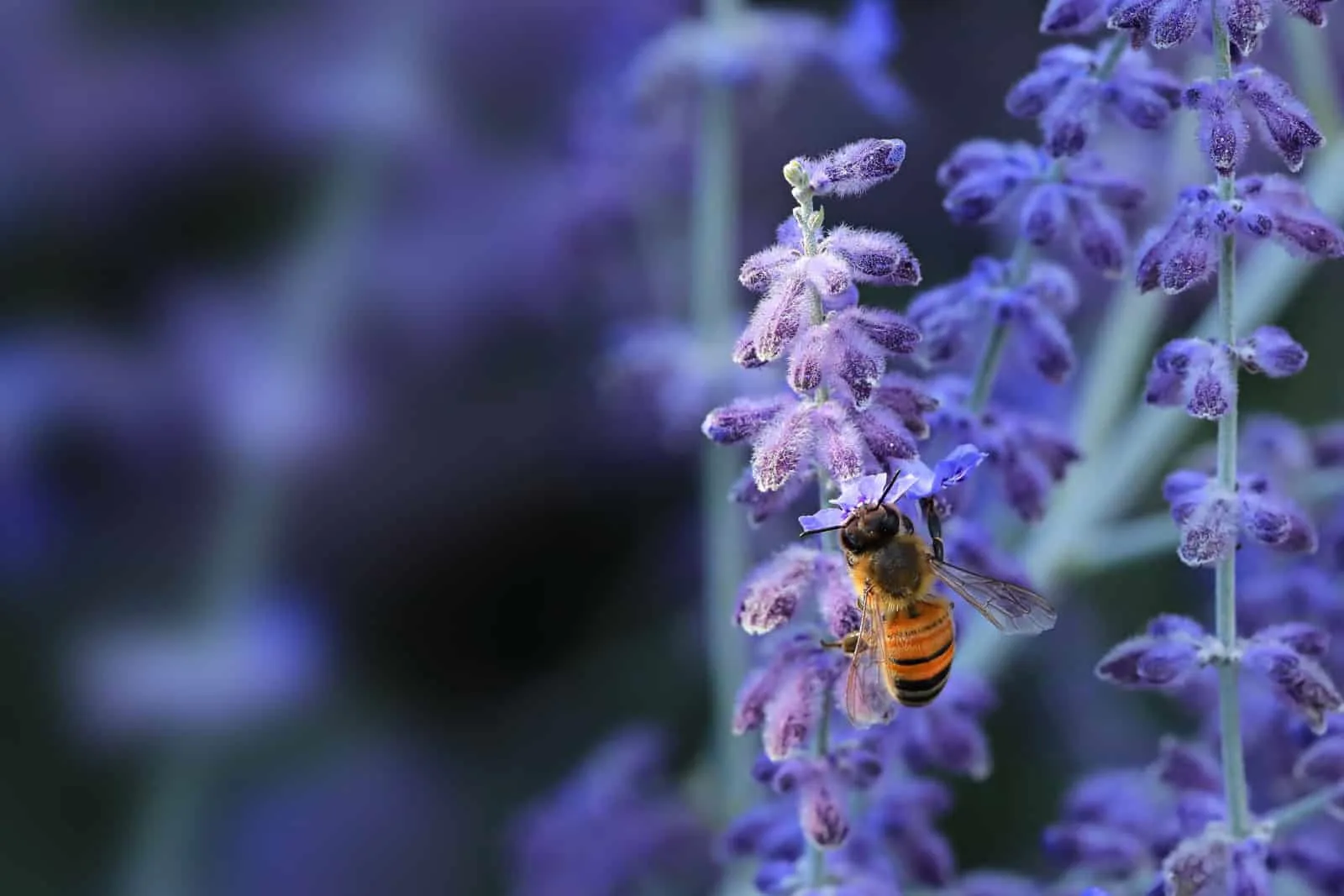 Russian Sage, Perovskia atriplicifolia