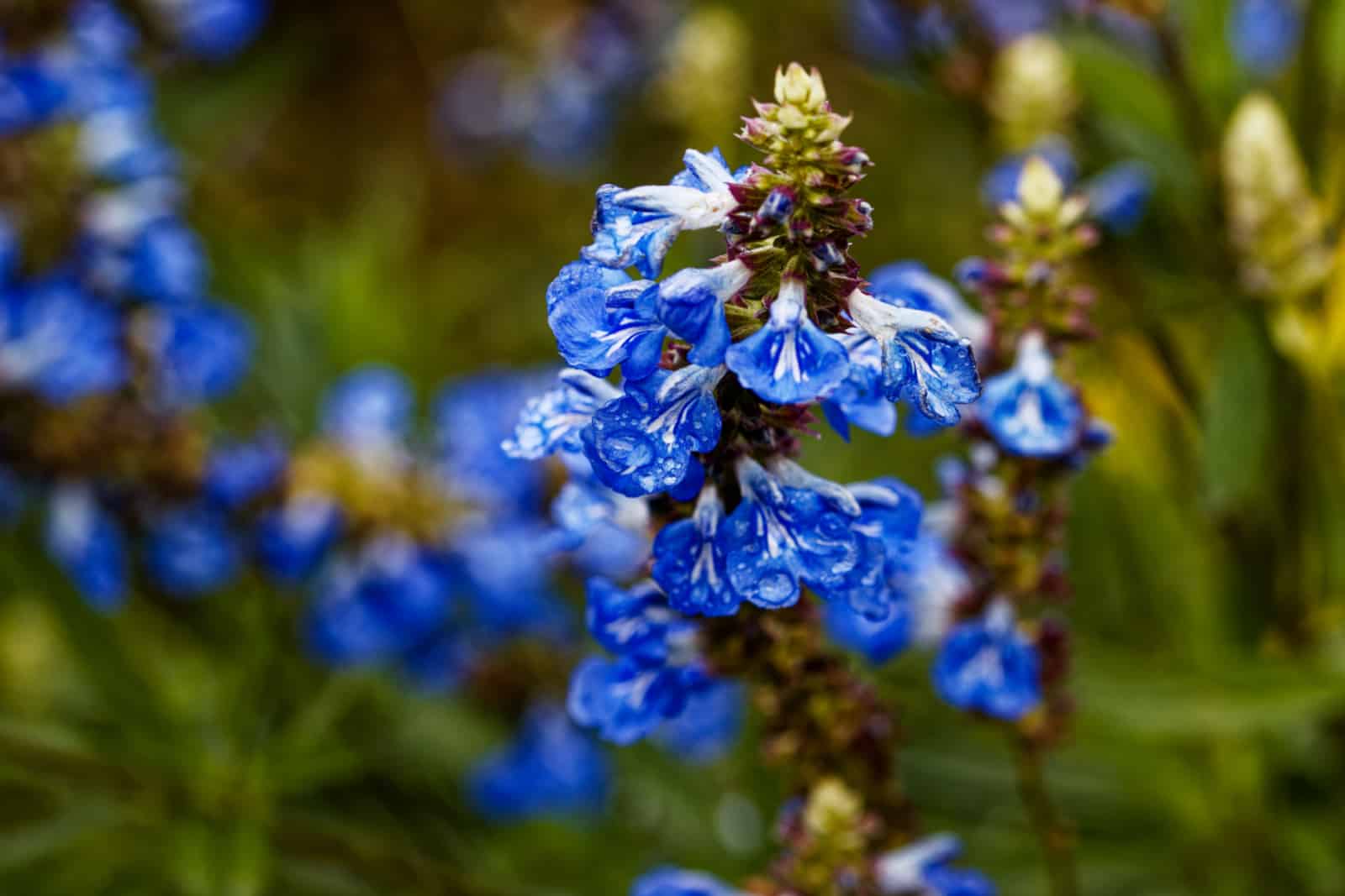 Salvia azurea, the azure blue sage