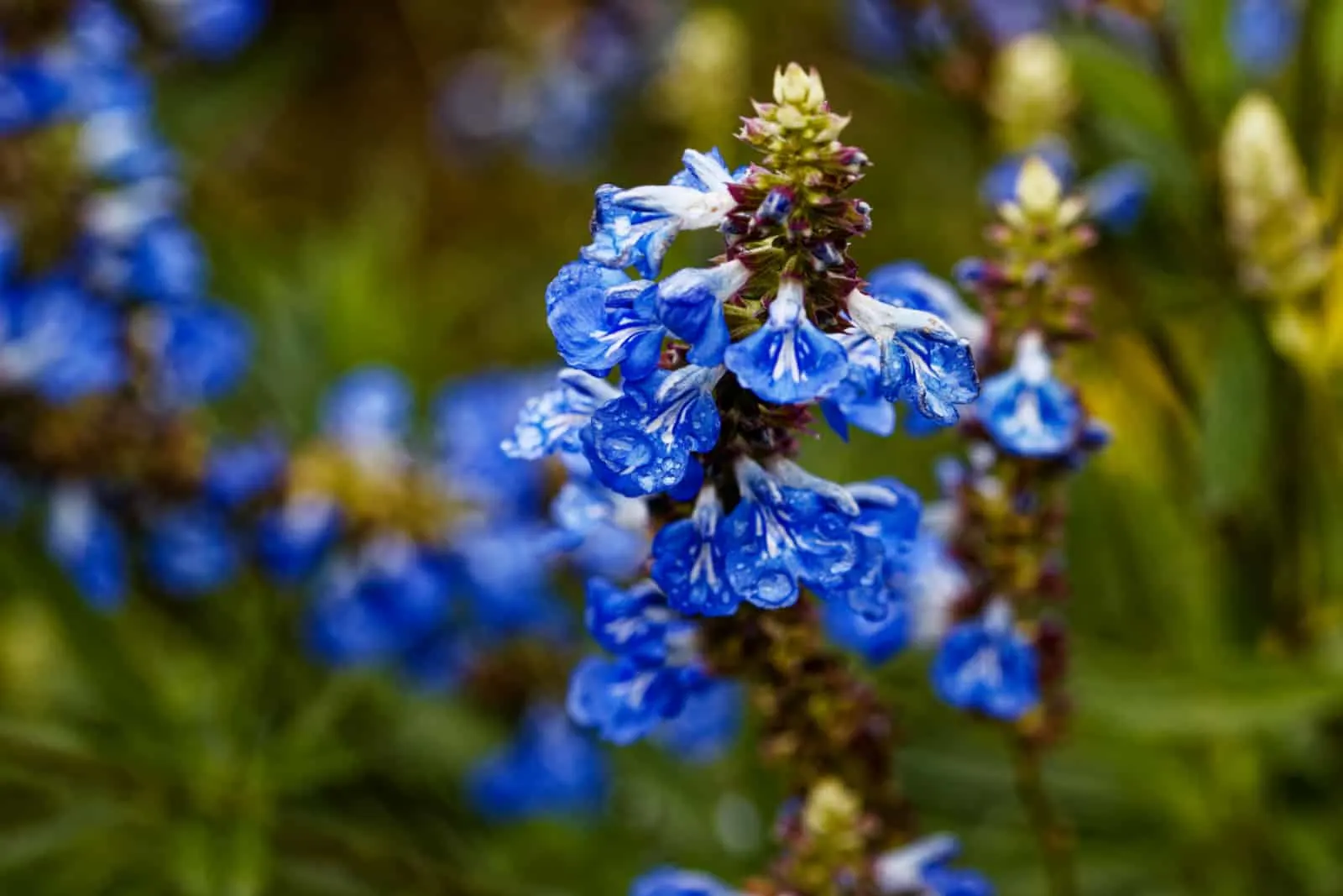 Salvia azurea, the azure blue sage