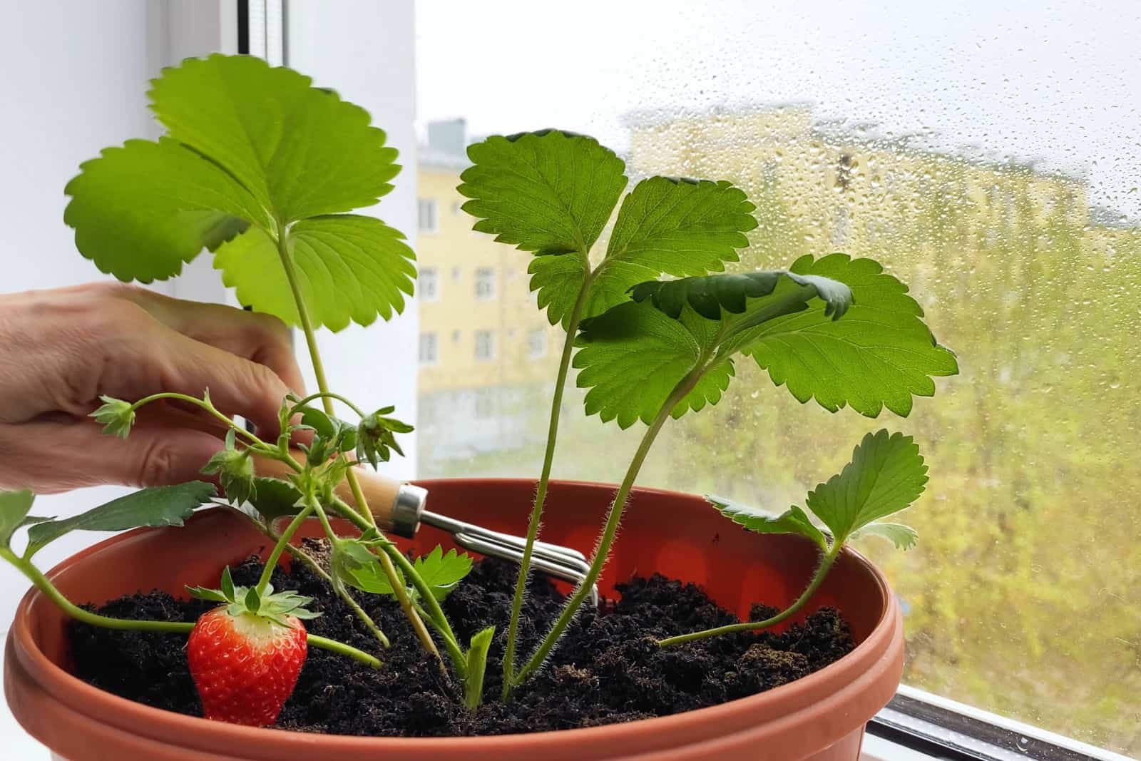 Scratch the ground with a rake under strawberry seedlings on window sill