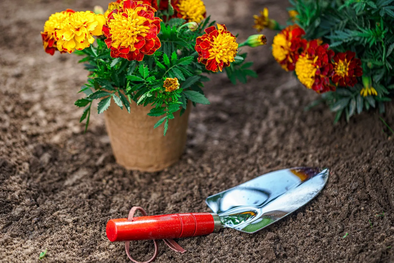 Shovel and pot with marigold flowers for planting in home garden.
