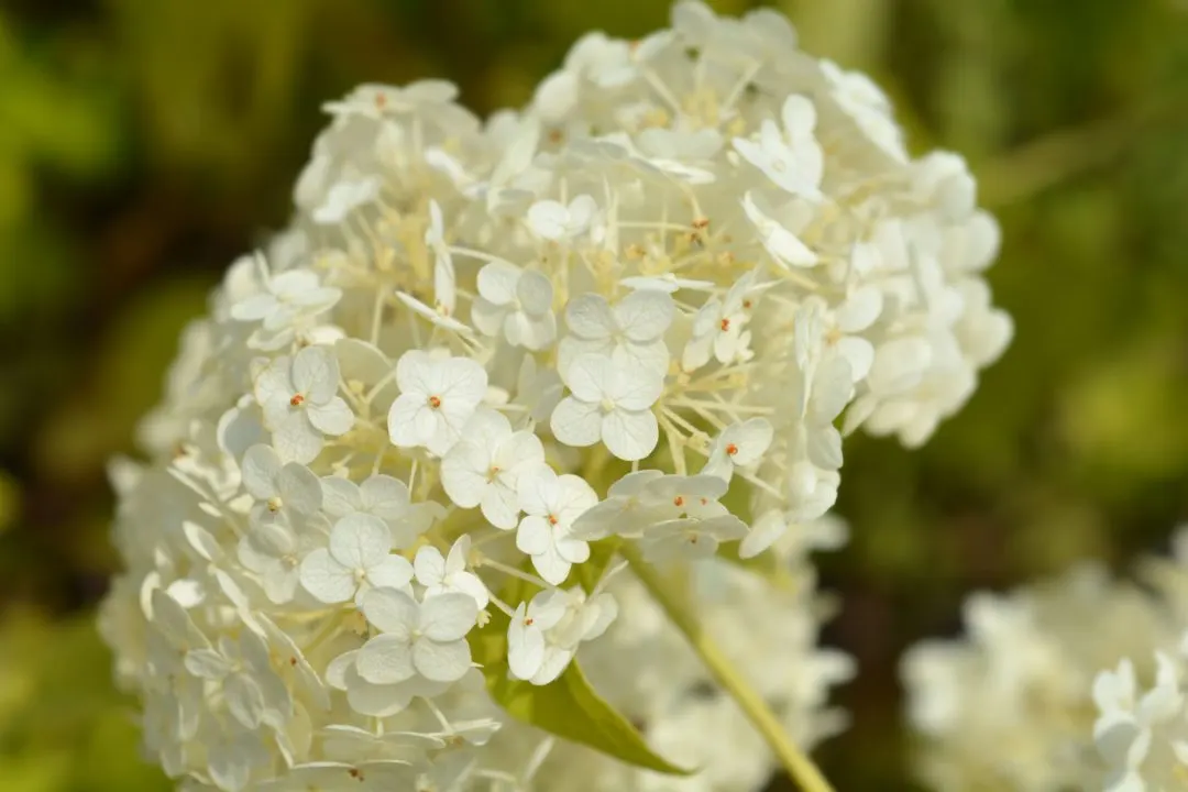 6 Gorgeous Types Of Hydrangeas For Your Garden Oasis
