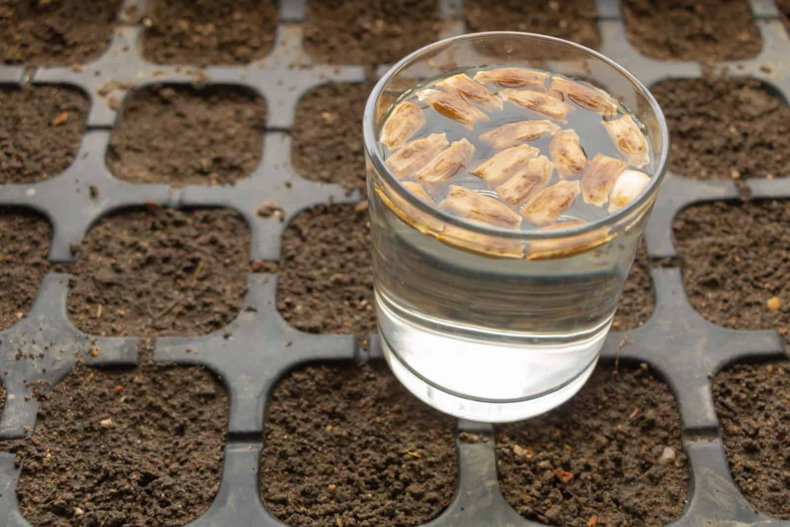 Soaking seeds in water before planting