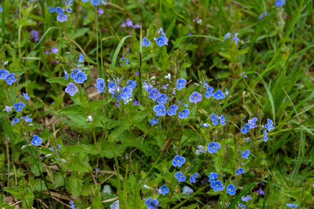 Creative & Simple Ground Cover Ideas For A Stunning Landscape