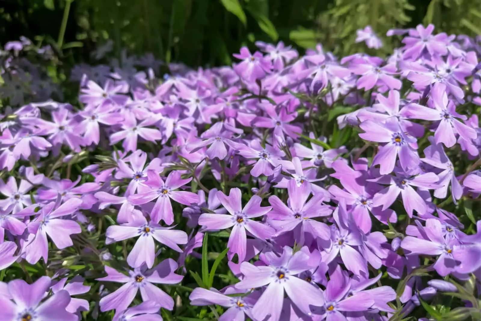 Spring flowers of phloxi creeping