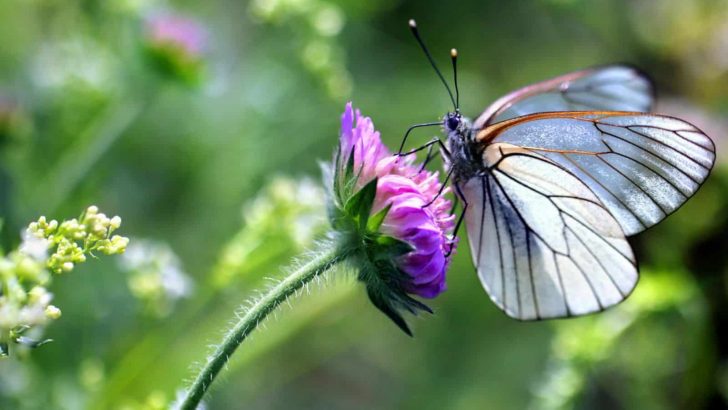 Start Your Own Butterfly Garden With These 13 Alluring Plants