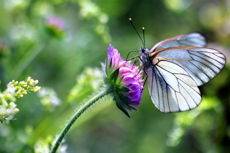 beautiful butterfly on a flower