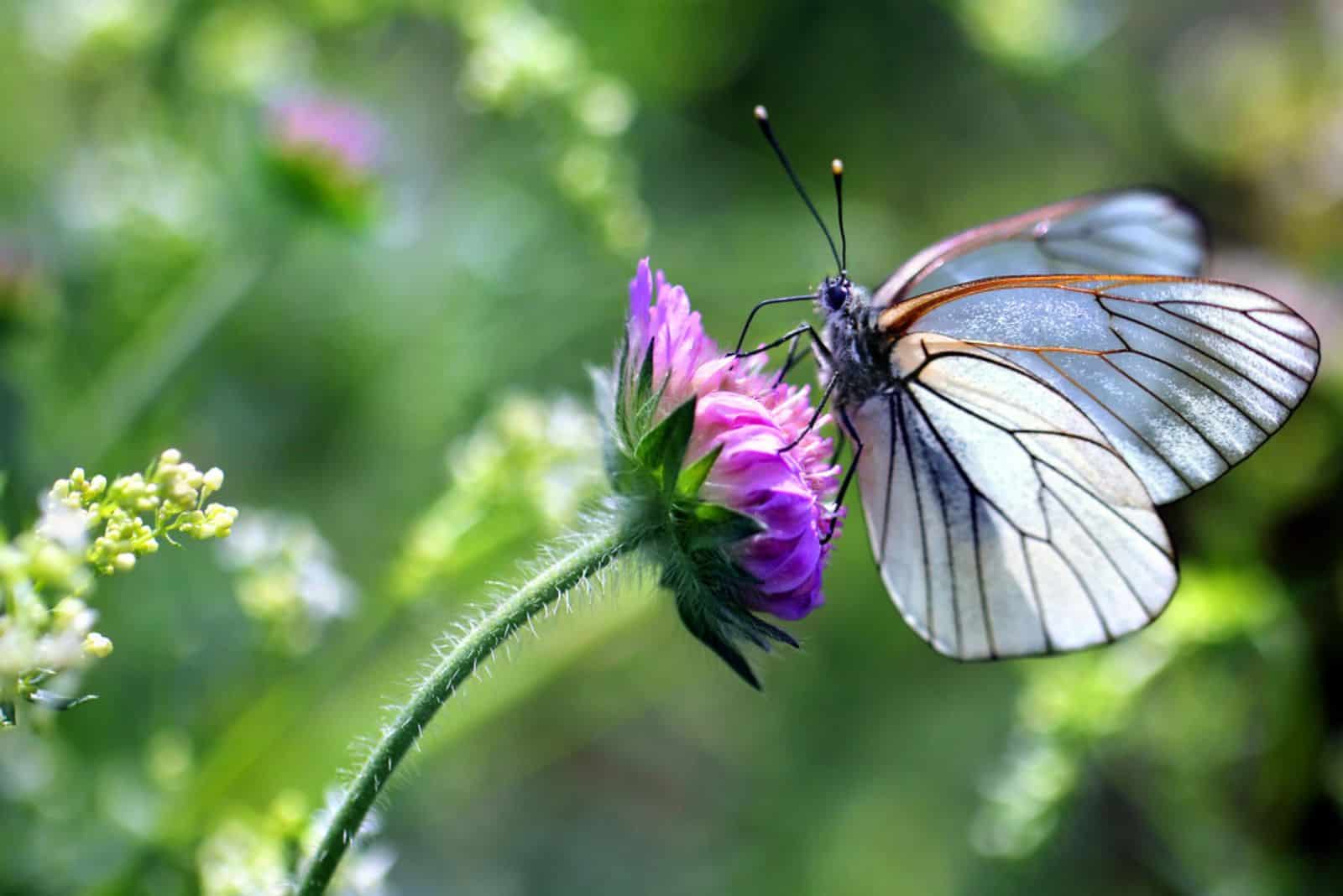 Start Your Own Butterfly Garden With These 13 Alluring Plants