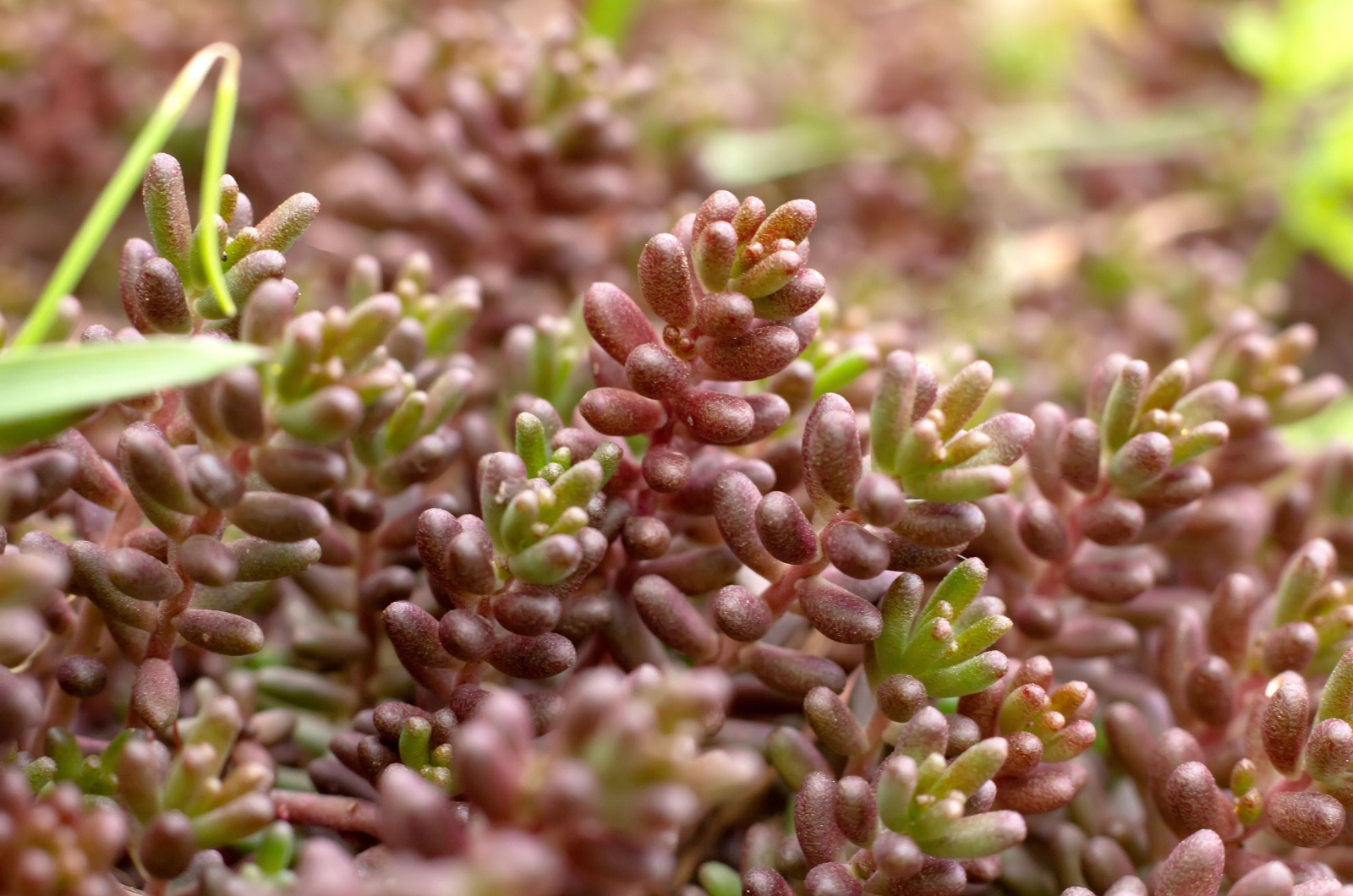 Stonecrop succulent