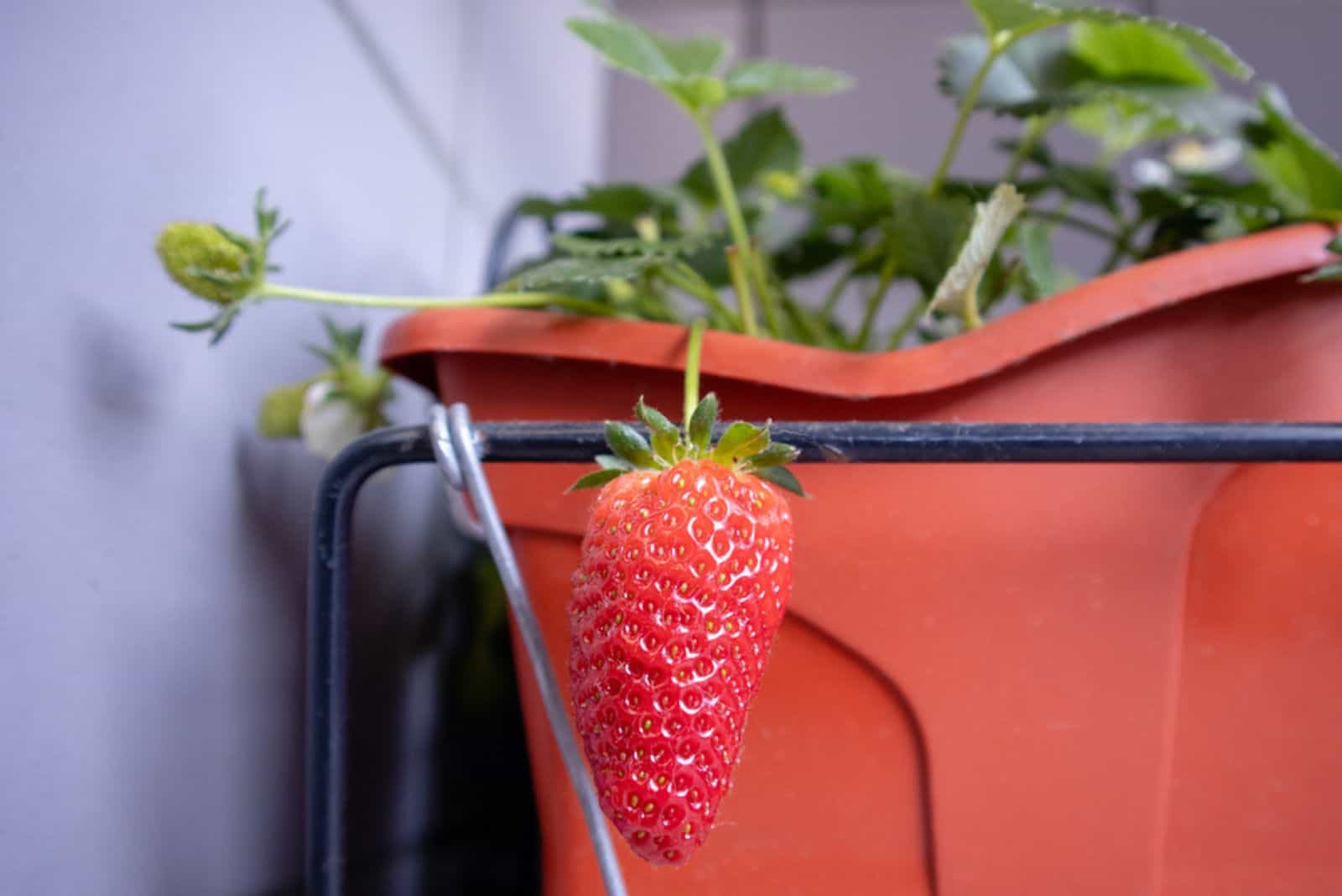 Strawberries are grown in a bucket
