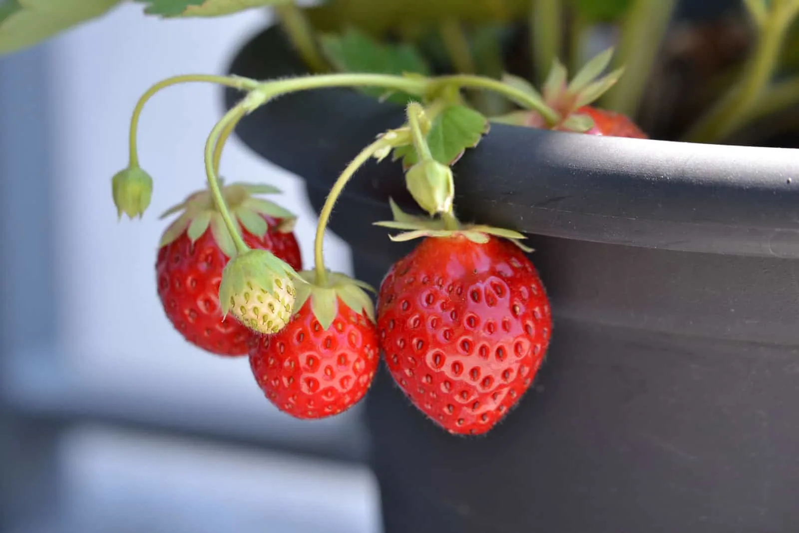 Strawberries plant in a plastic pot