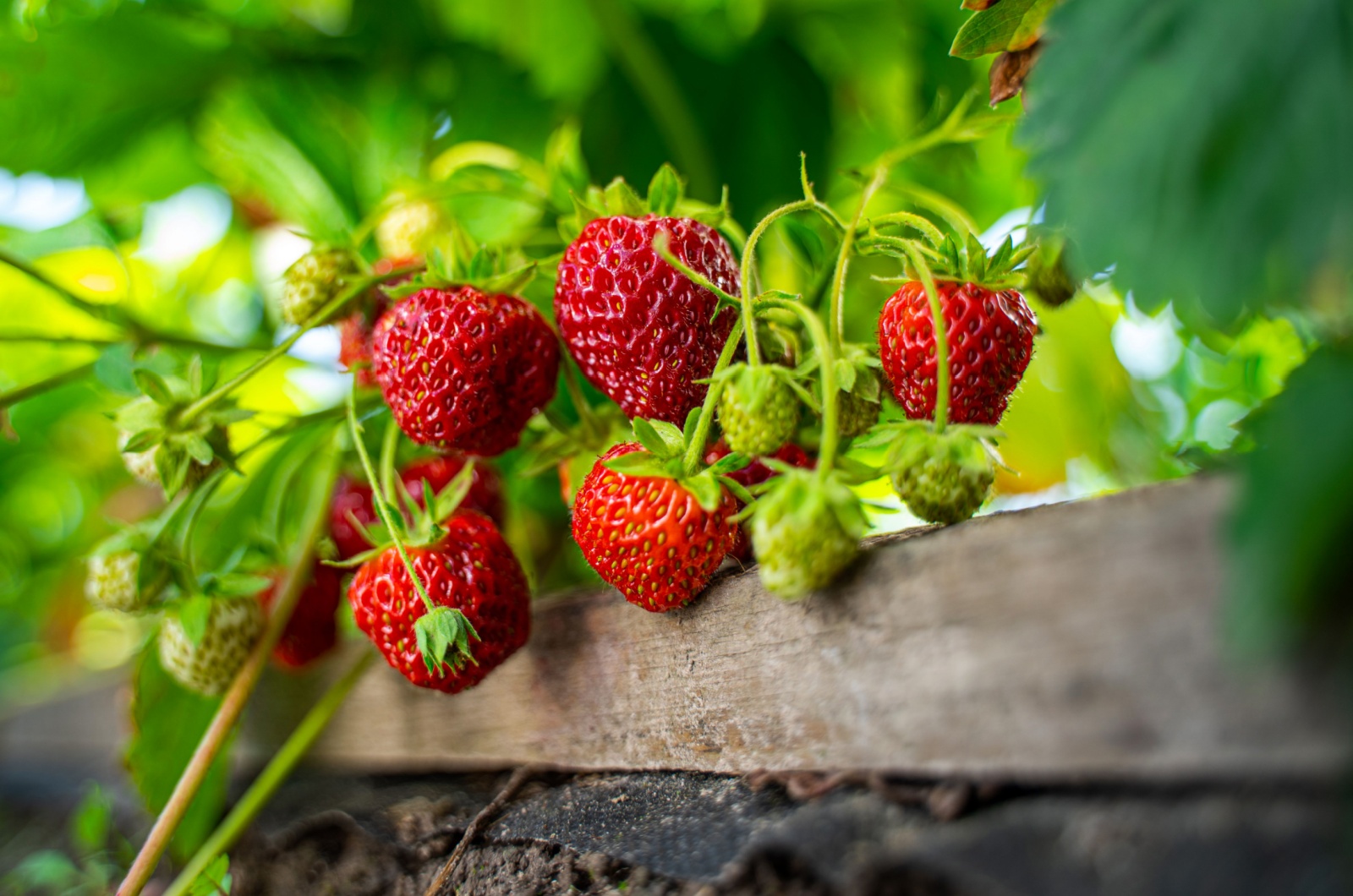 Strawberry bush