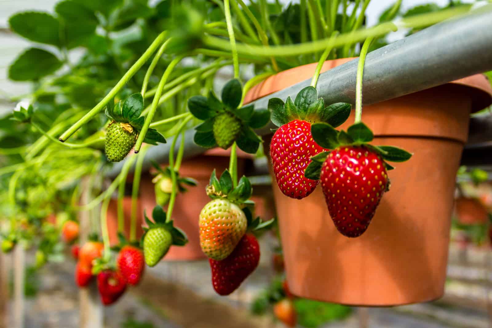 Strawberry in the pots
