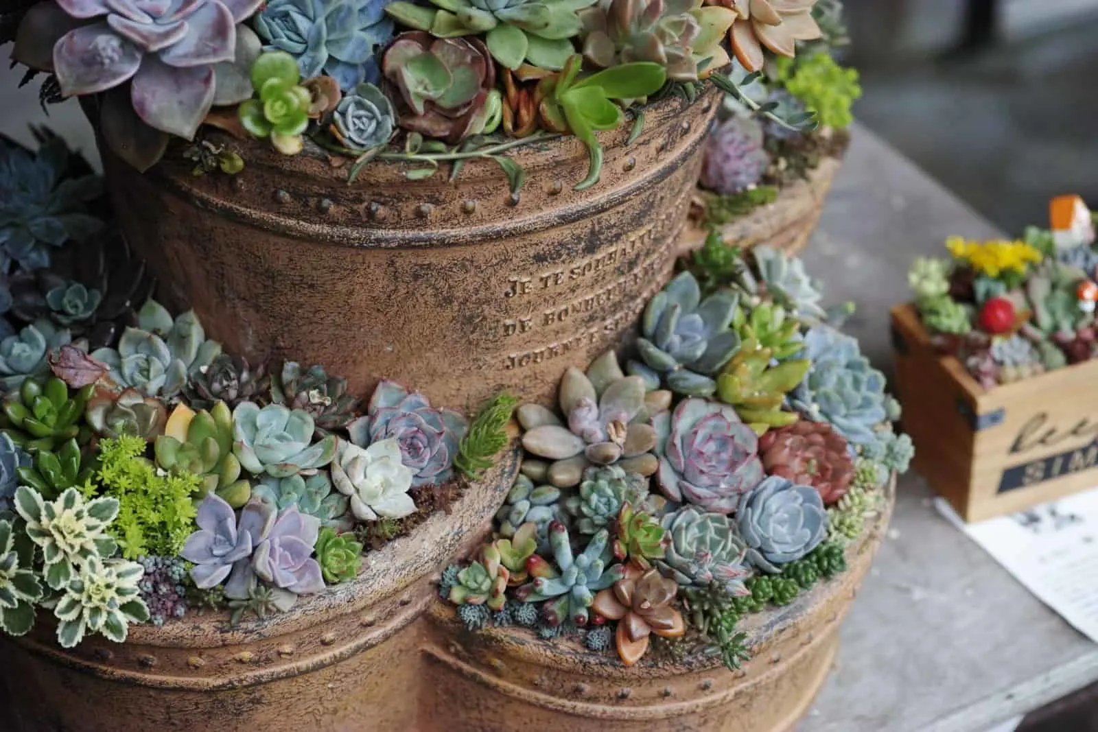 Succulent plant in terracotta pots