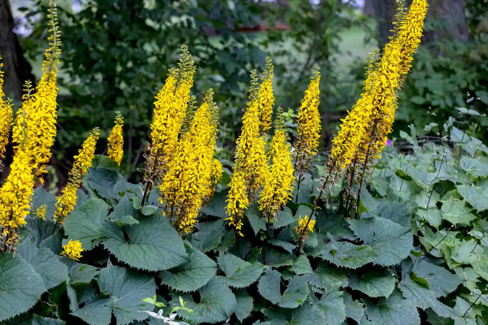 The Rocket Golden Ray (Ligularia stenocephala)