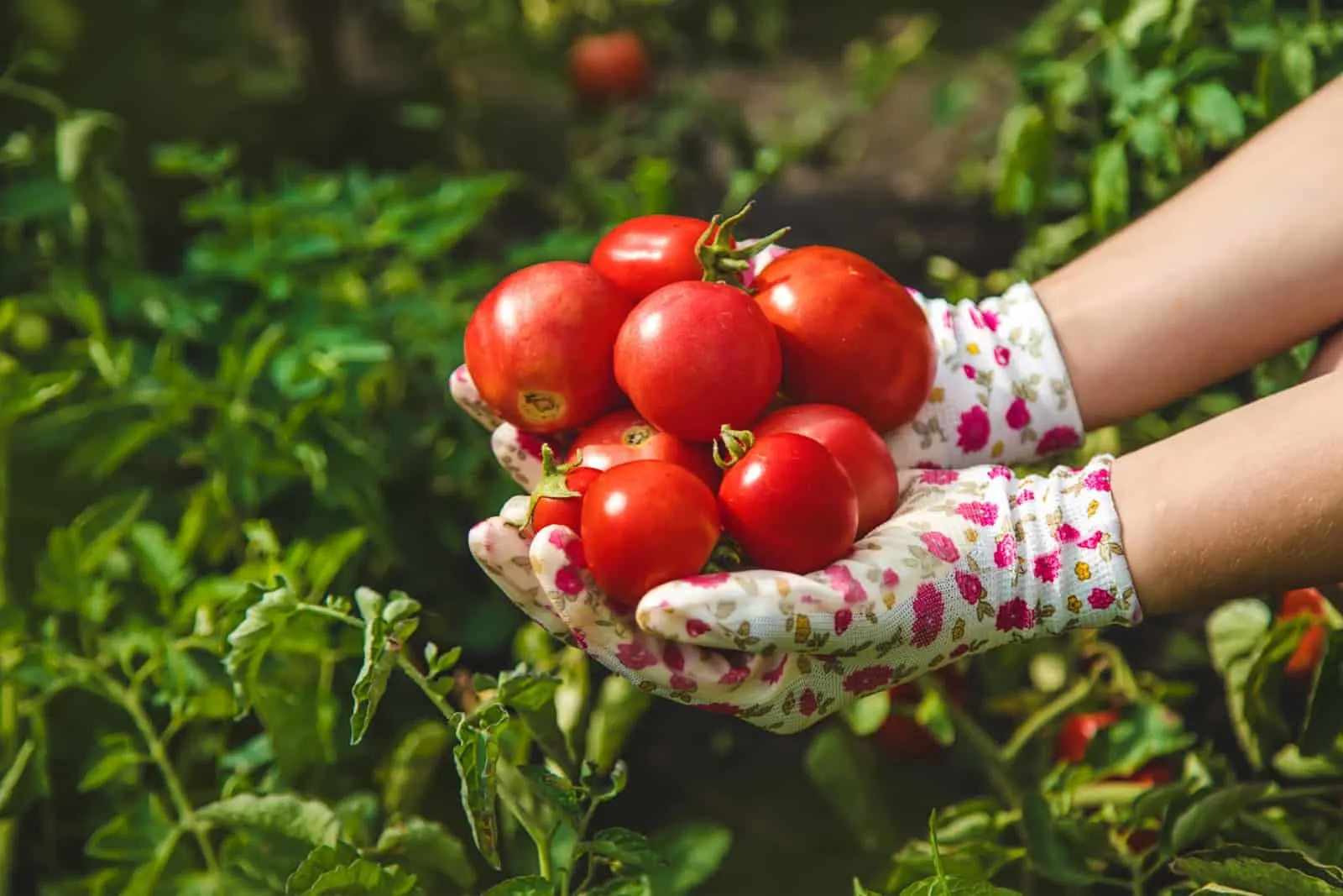 The farmer harvests tomatoes in the garden.