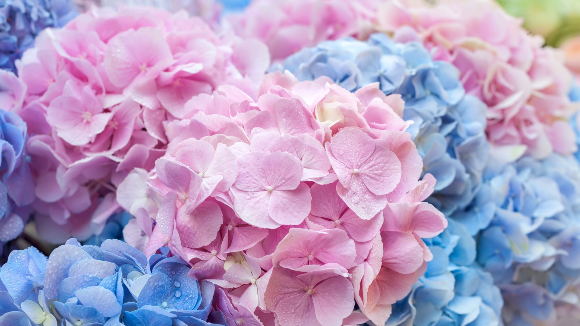 Hydrangea Bush