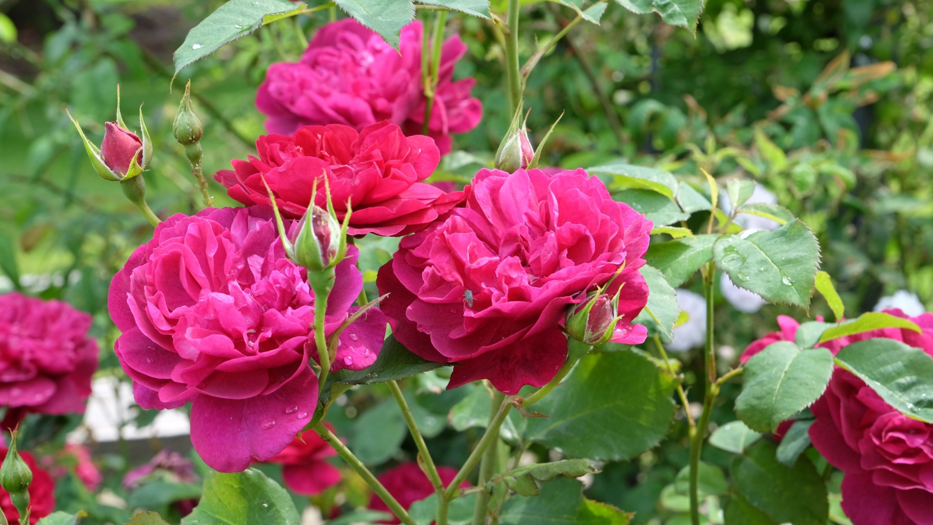 These 8 Brilliant Methods Will Help You Get More Rose Blooms