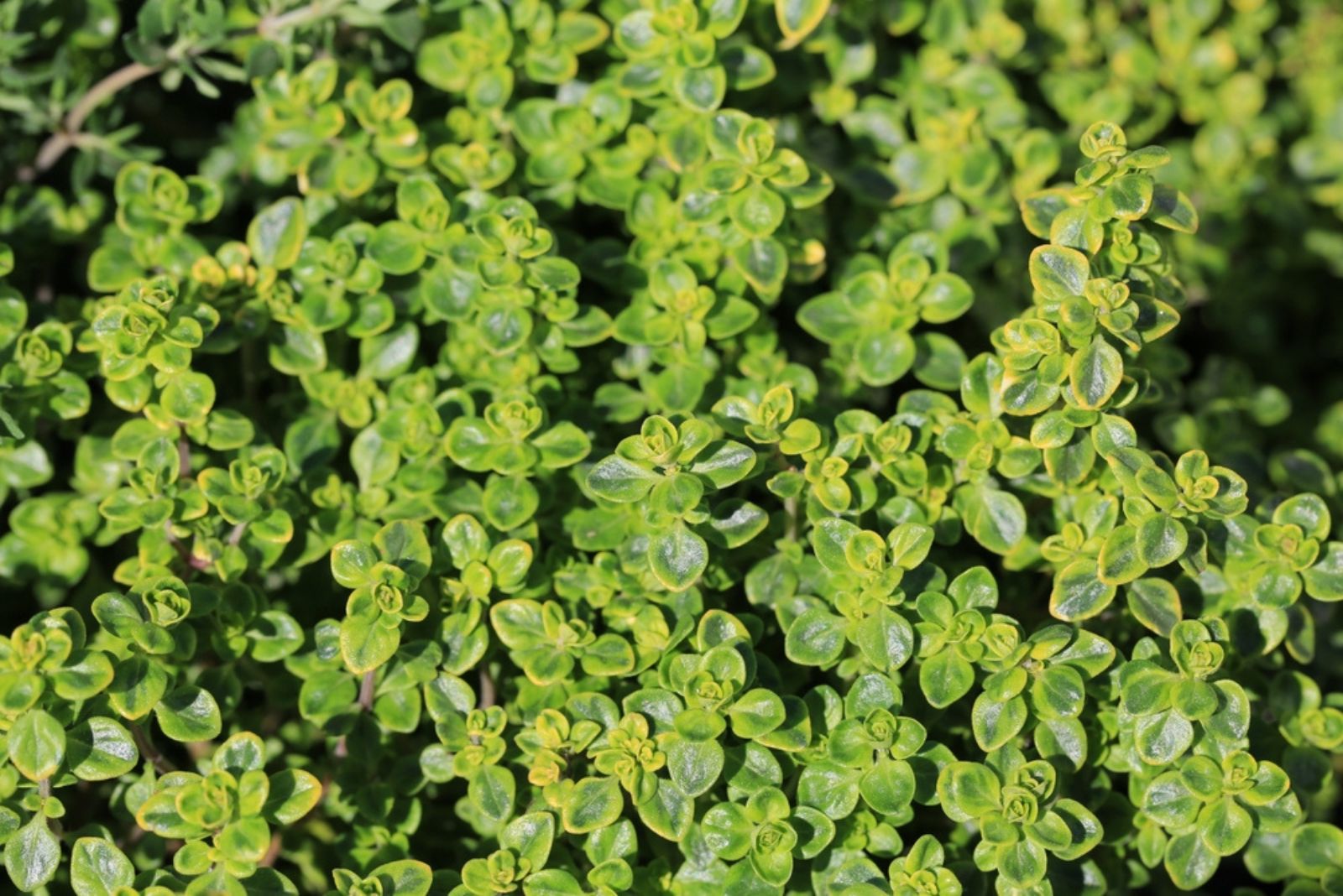 Thyme in sunny day