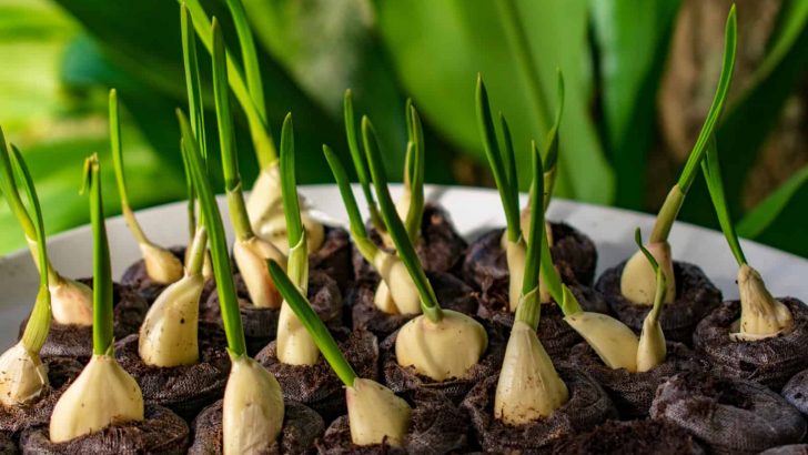 Top Tips For How To Grow An Endless Supply Of Garlic At Home