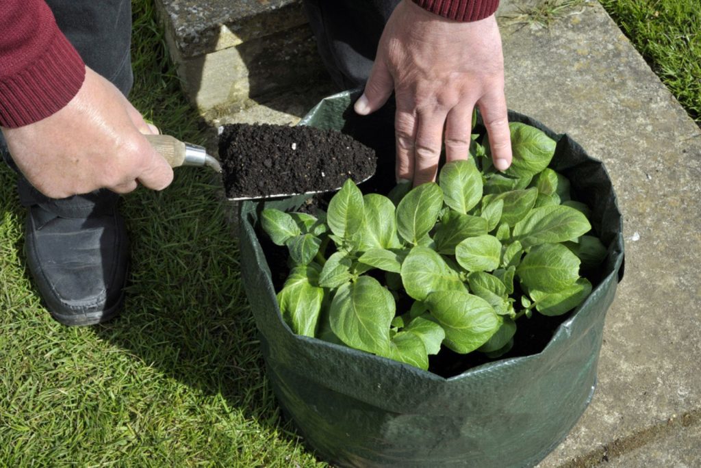 6 Expert Tips On How To Grow Potatoes In Containers