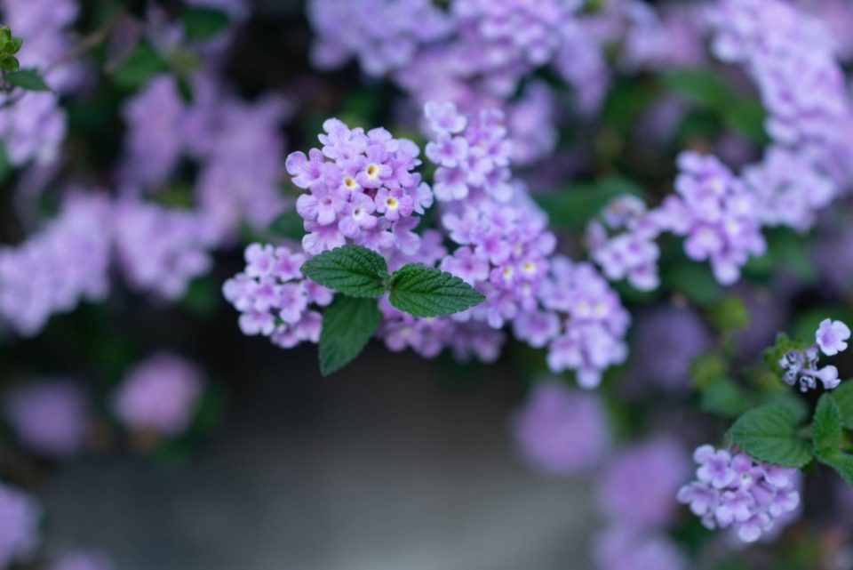 10 Powerful WeedKilling Plants For A Flourishing Garden