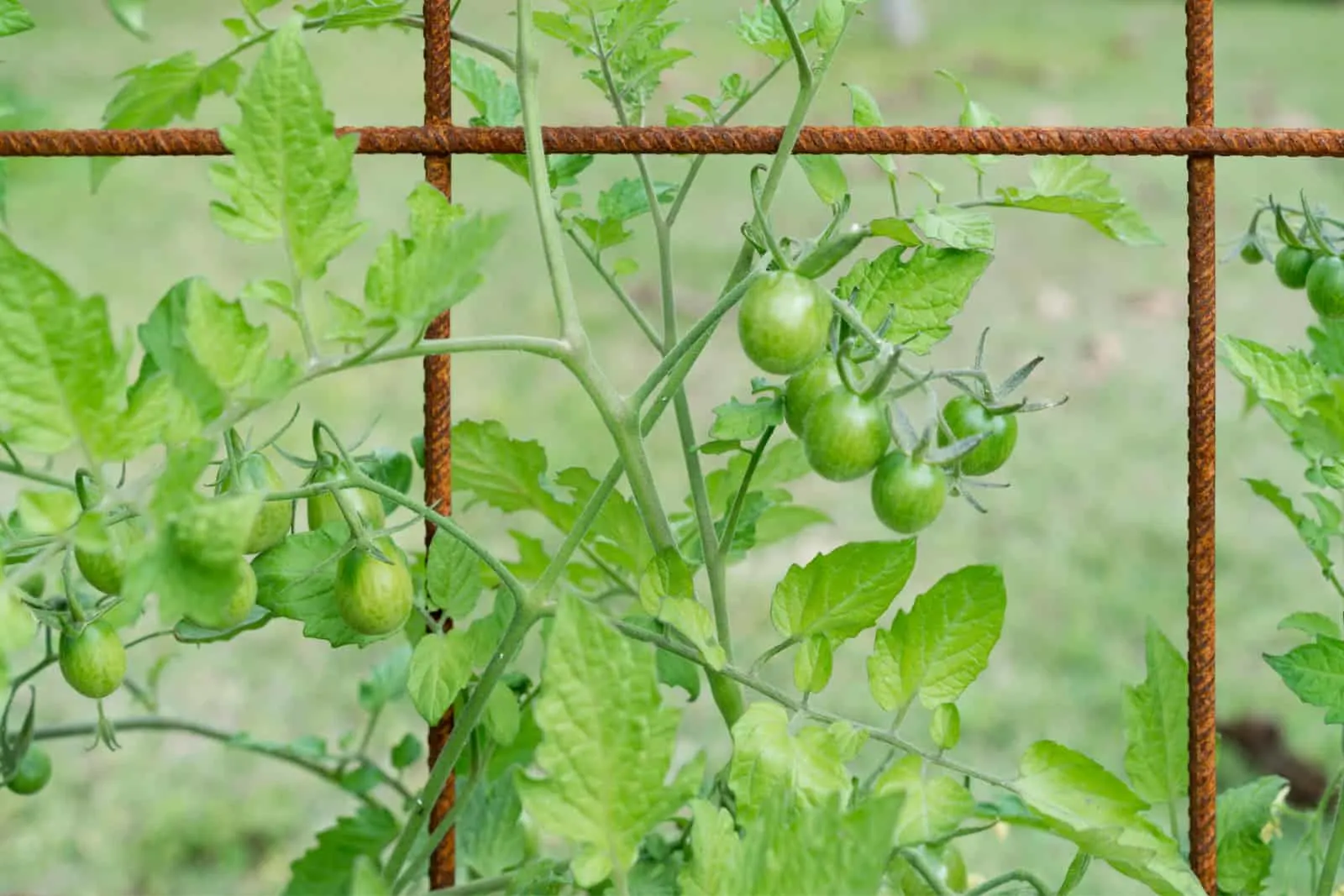 Trusses of grape tomatoes and cherry tomatoes growing on a mesh trellis