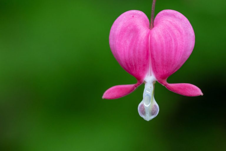 bleeding heart pink flower