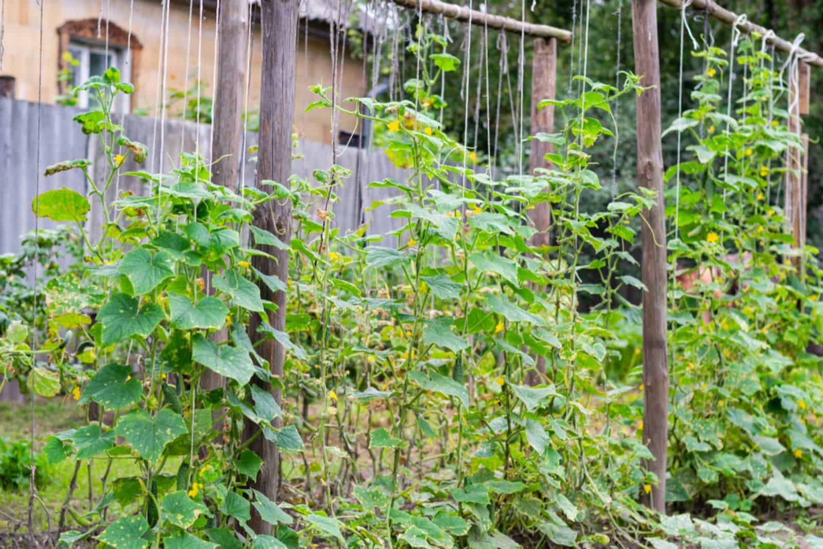 12 Affordable Cucumber Trellis Ideas You Have To Try