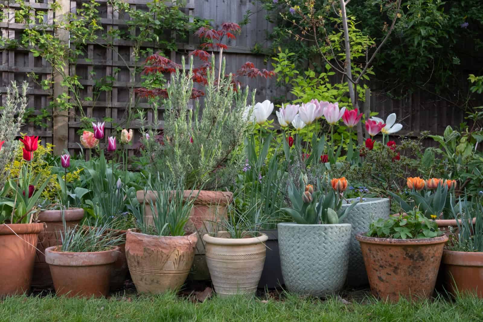 Variety of terracotta flower pots in spring in a suburban garden
