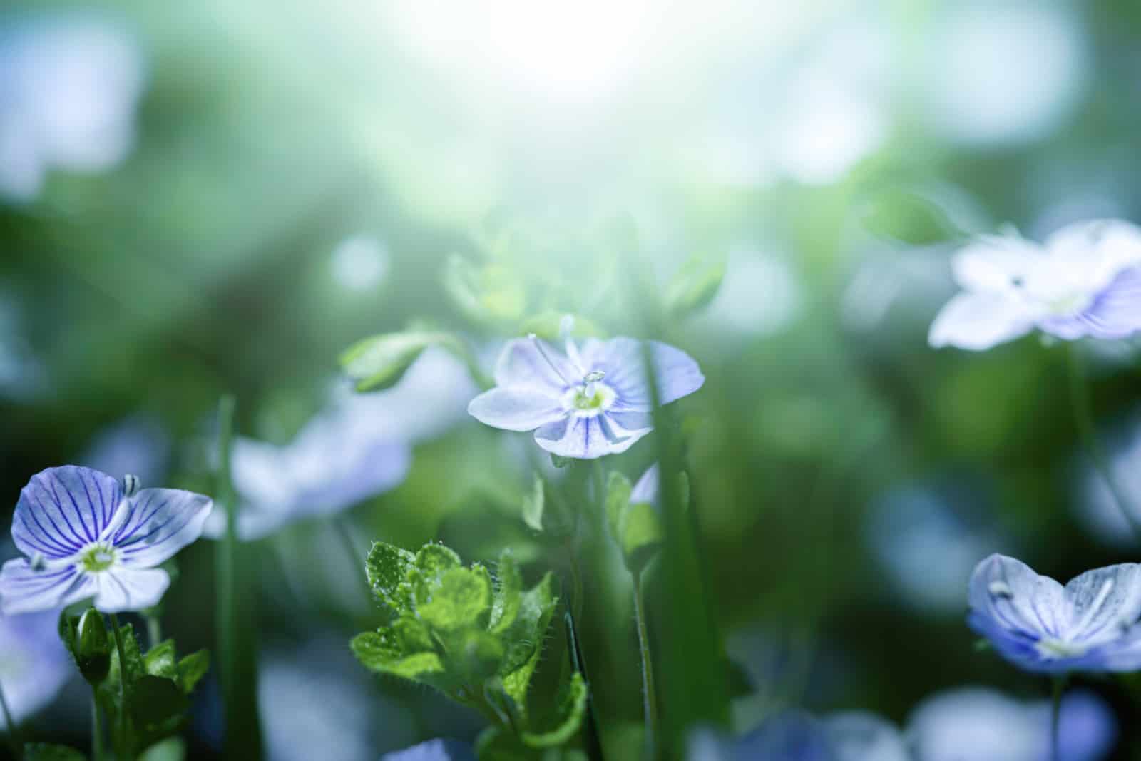 Veronica filiformis flowers