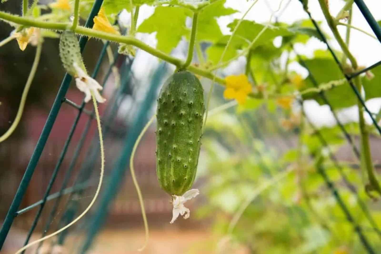 Vertical Post for cucumbers
