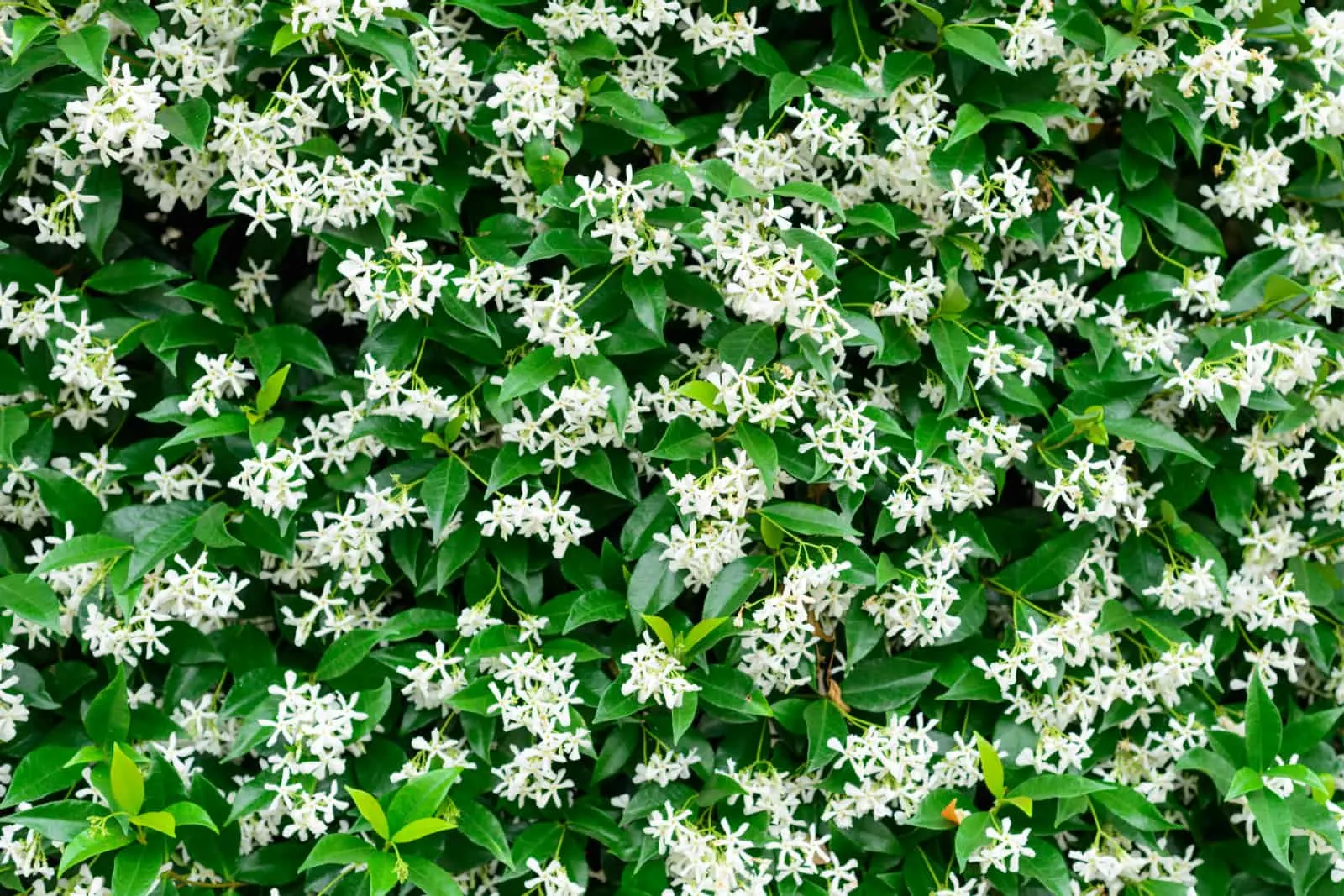 Wall of Chinese star jasmine flowers