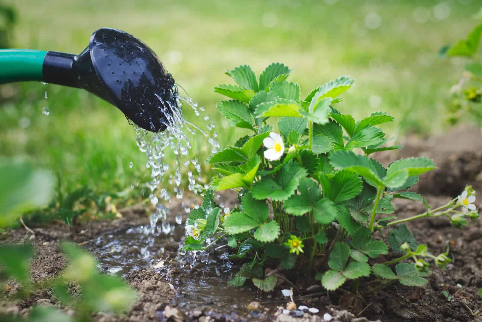 Watering young strawberry plant.