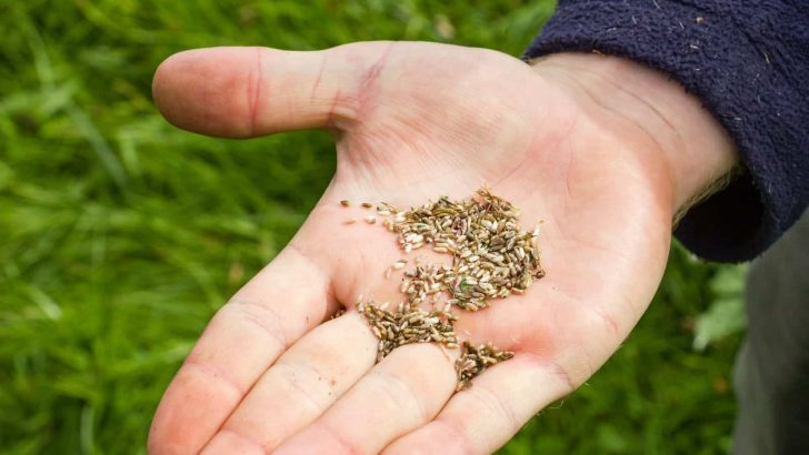 When And How To Plant Wildflower Seeds: Make Your Wild Wonderland 