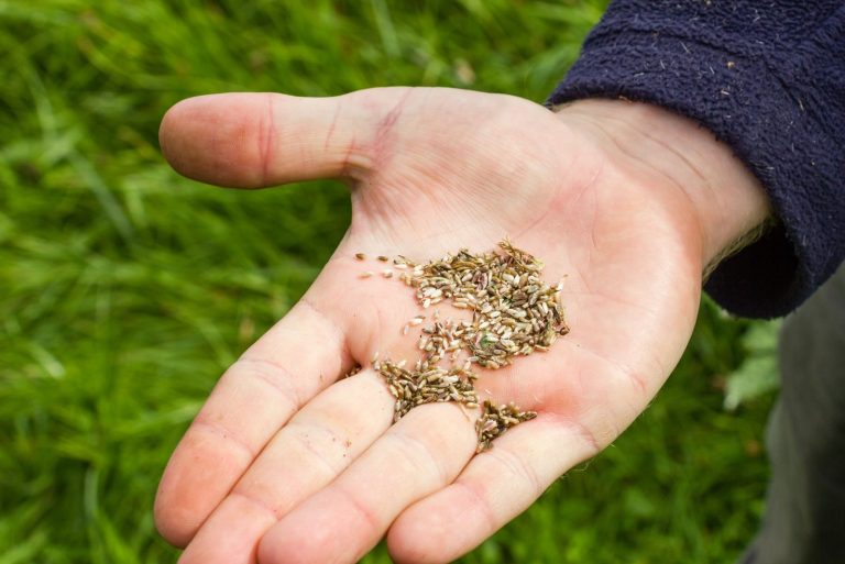 a man holds wild flower seeds in his hand