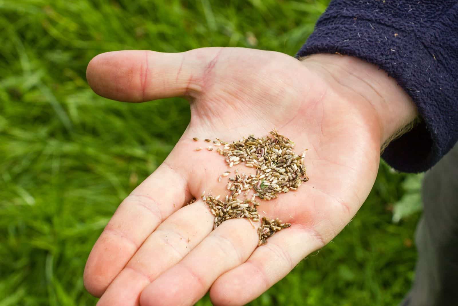When And How To Plant Wildflower Seeds Make Your Wild Wonderland