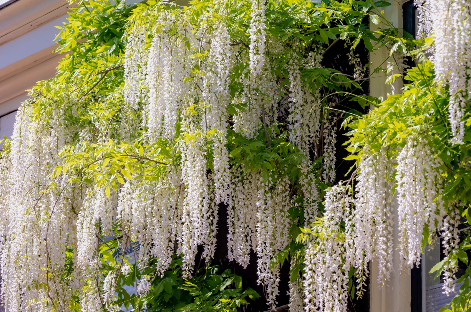 White Wisteria Tree