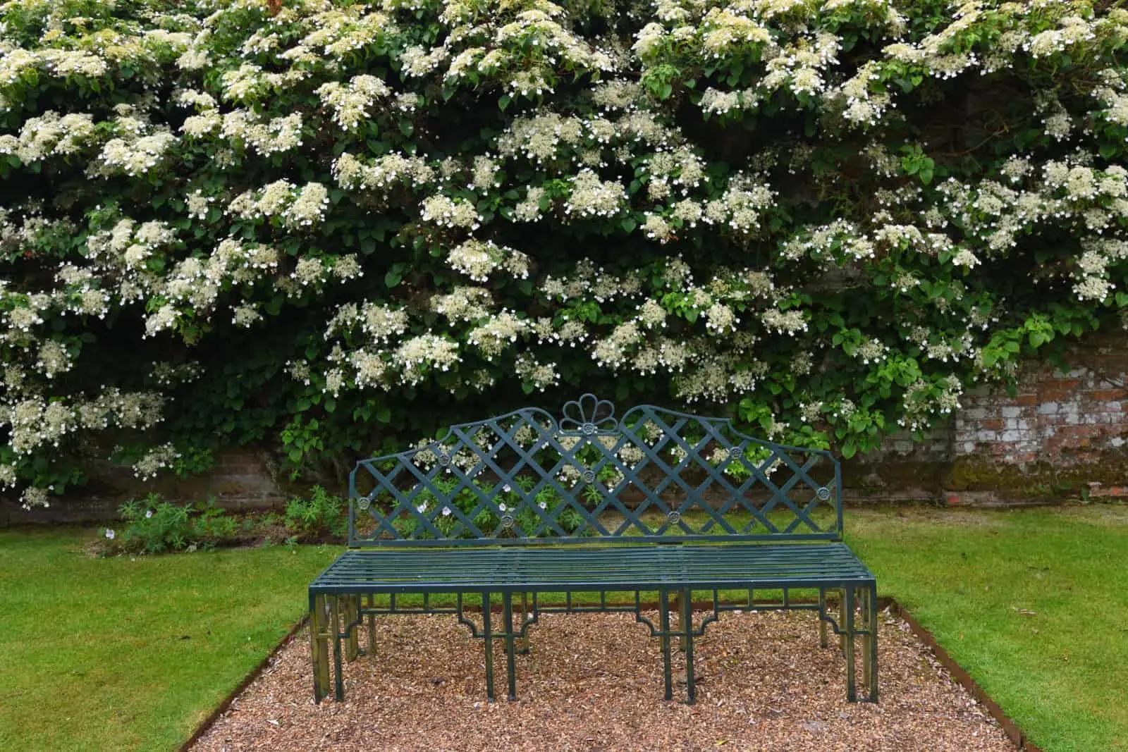 White flowering Climbing Hydrangea and wrought iron garden seat.