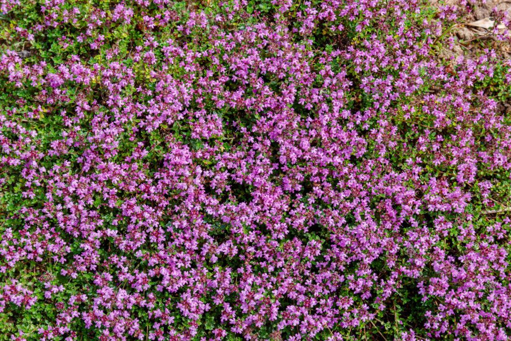 Creative & Simple Ground Cover Ideas For A Stunning Landscape