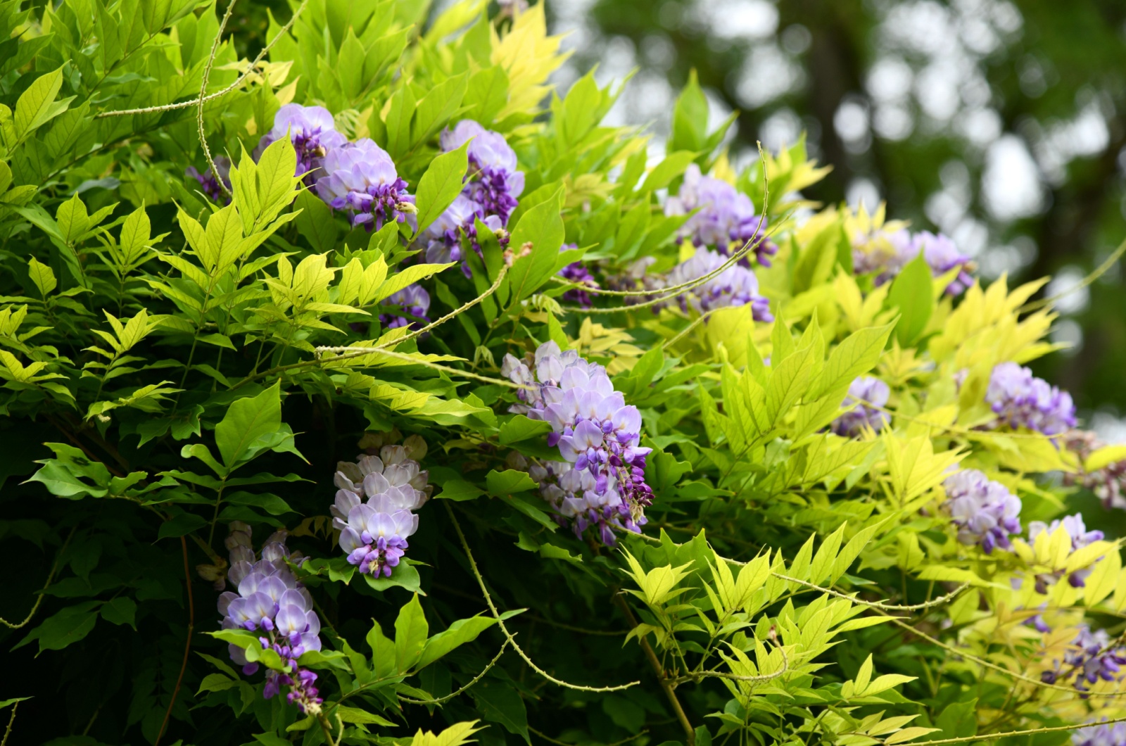 Wisteria bush