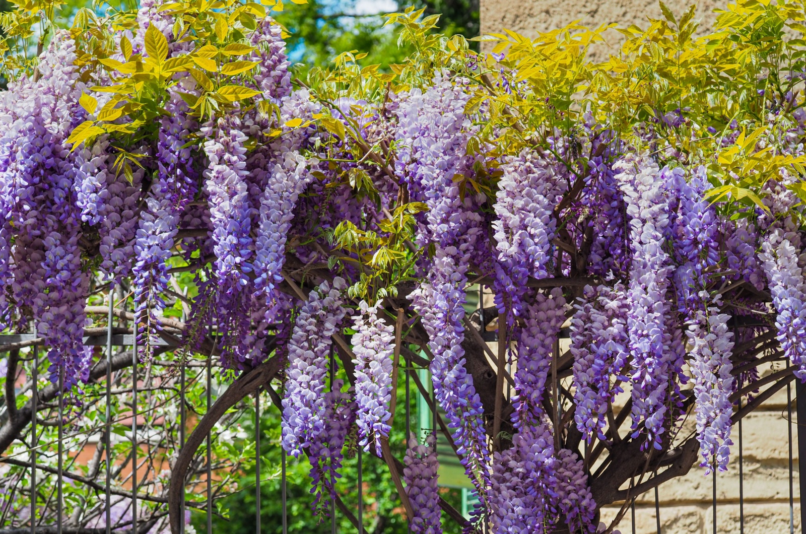 Wisteria in garden