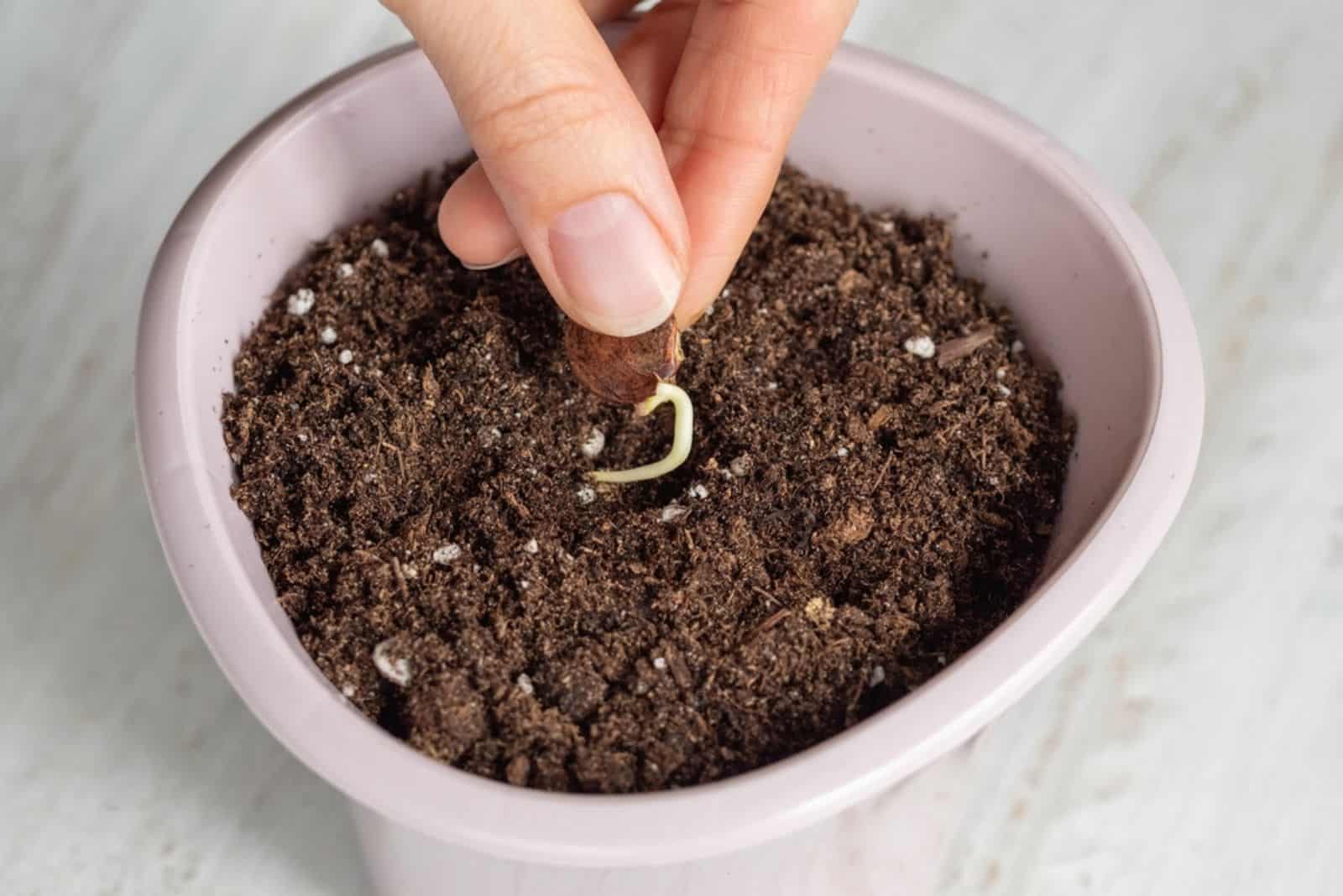 Wisteria seed with a small root is planted in the ground
