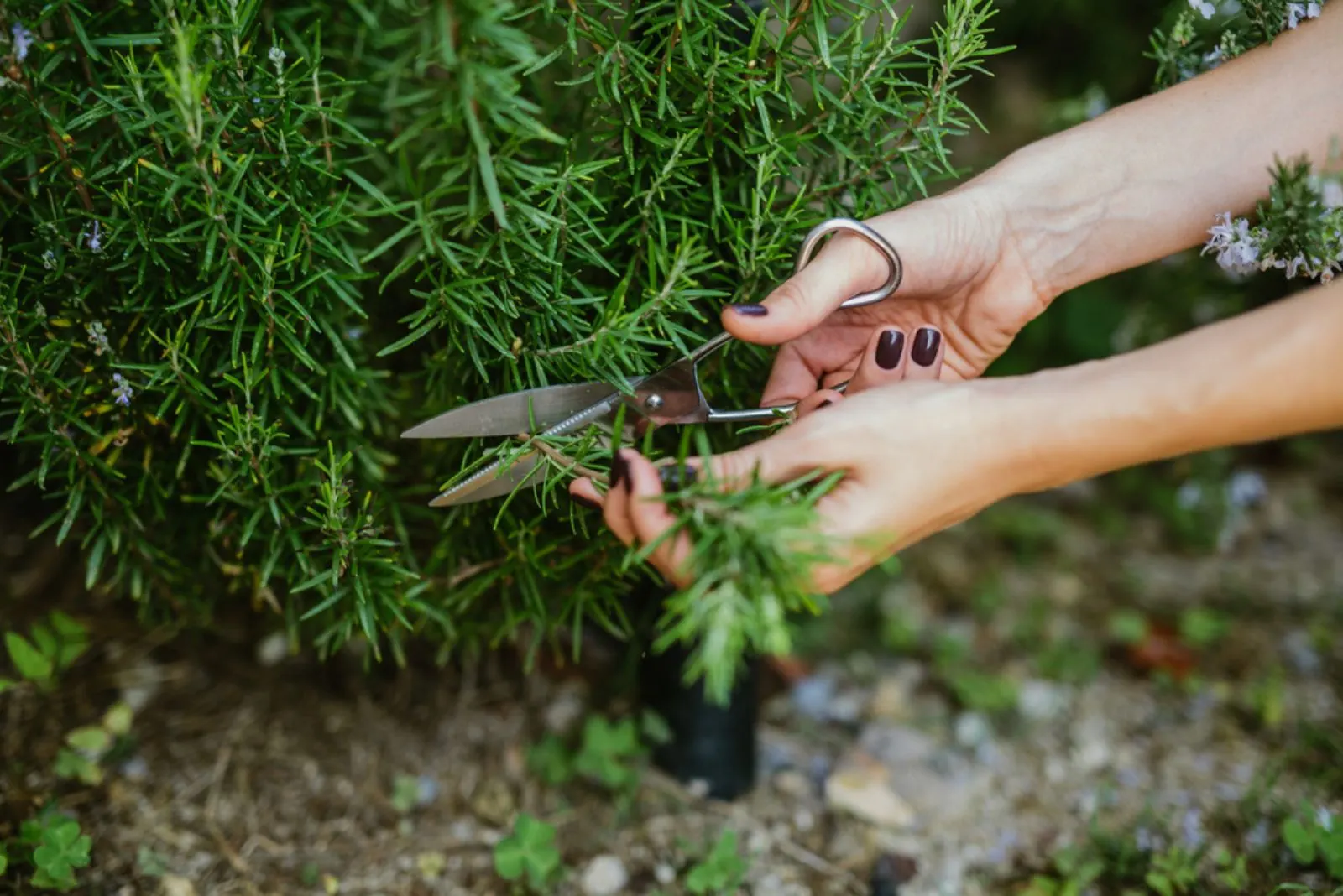 Woman cuts a rosemary branch with scissors