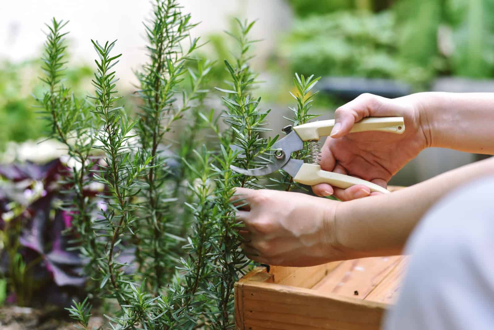 Woman cutting rosemary herb branches by scissors,