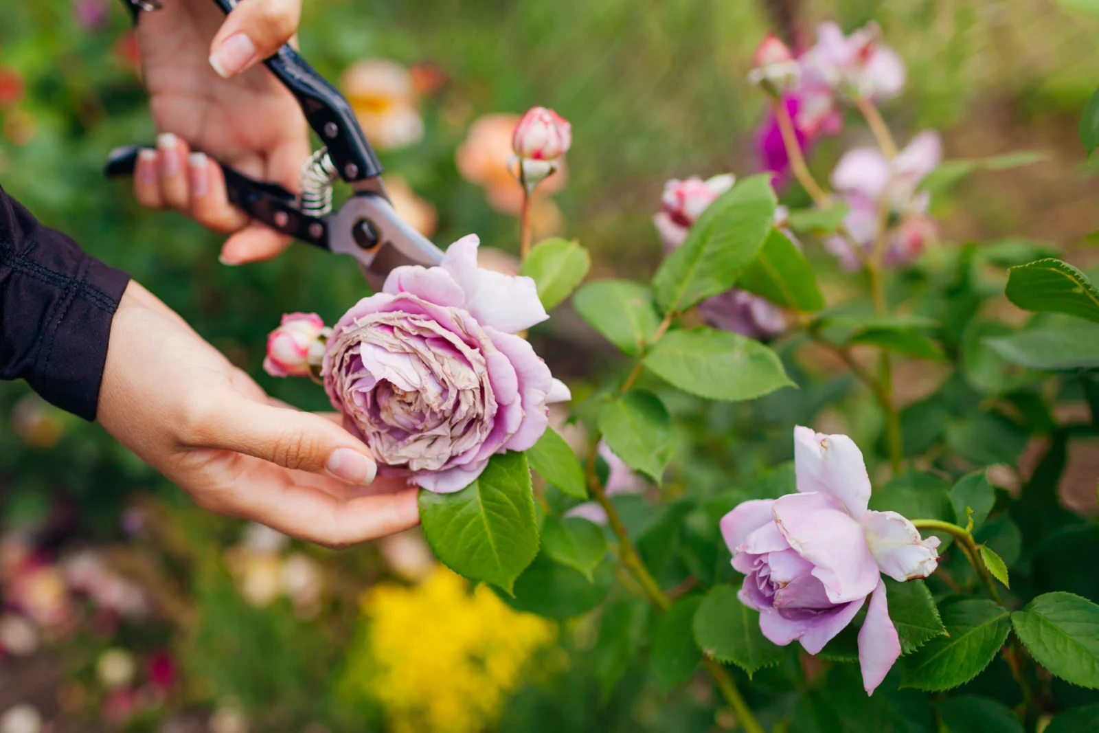 Woman deadheading rose with rain damage in summer garden
