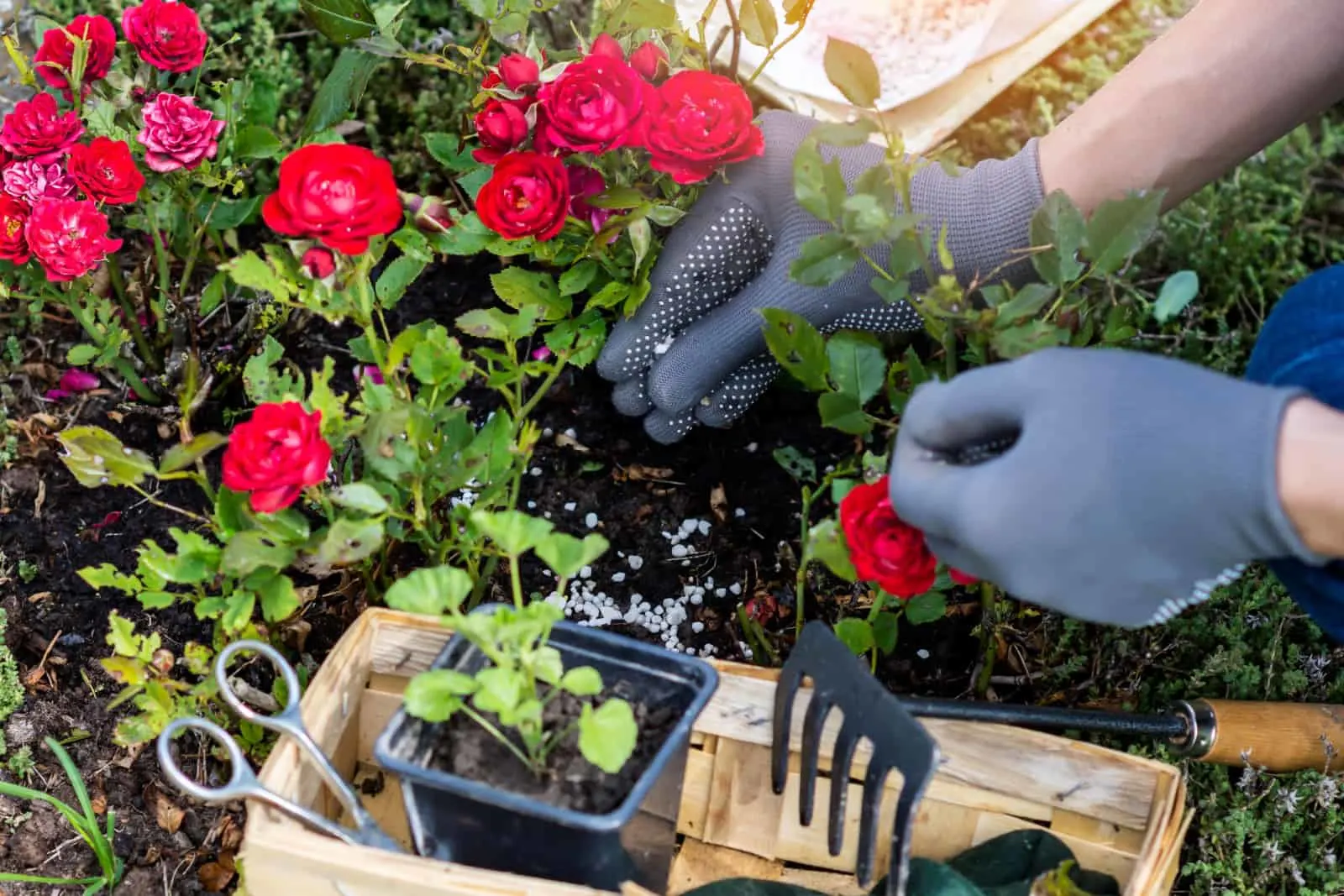 Woman hand in protective gloves is fertilizing bushes of red roses