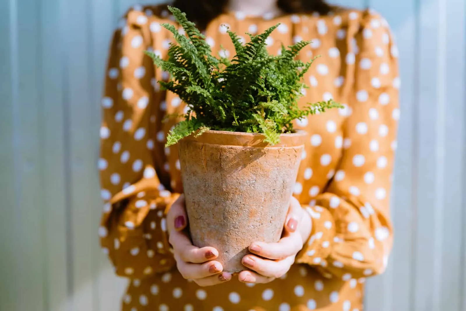 Woman holding green nephrolepis fern plant in terracotta flower pot